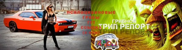ПСИЛОЦИБИНОВЫЕ ГРИБЫ Алексеевка